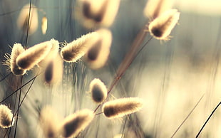 selective focus of dandelions